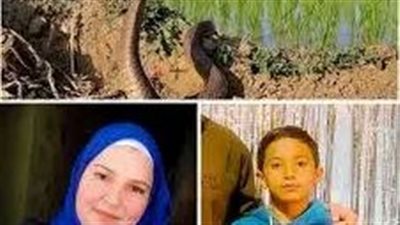 رعب الأفاعي يجتاح الشرقية.. لماذا تكررت وفيات لدغات الثعابين؟ وهل تتحول الأزمة إلى كارثة موسمية؟