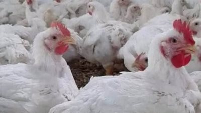 حركة الأسعار في بورصة الدواجن اليوم الاثنين: استقرار الفراخ البلدي والأمهات