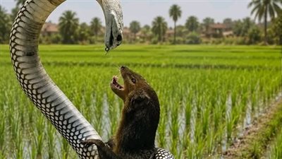 النمس المصري.. قاهر الكوبرا وحارس الحقول الغائب.. هل يساهم اختفاؤه في زيادة ظهور الثعابين؟