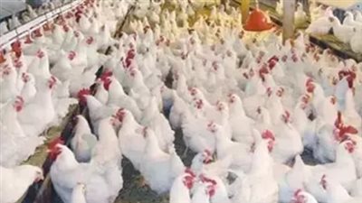 ما هي أسعار الفراخ البلدي والبيضاء في المزارع اليوم؟ تقرير شامل
