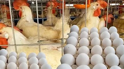 خريطة أسعار البيض اليوم: الأبيض والأحمر والبلدي في المزارع وللمستهلك