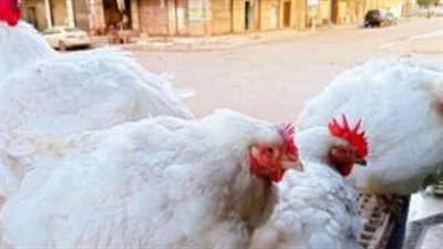 ما هي أسعار الدواجن اليوم؟ رصد شامل لحركة السوق في منتصف الأسبوع
