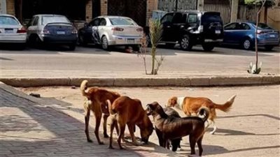 إحالة دعوى إلغاء قرار منع إطعام الكلاب والقطط الضالة داخل القاهرة الجديدة لـ 