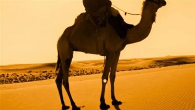 إجراءات وقائية عاجلة لمواجهة فترة جمرة القيظ شديدة الحرارة