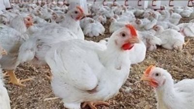 78 جنيهاً لكيلو الفراخ البيضاء: تفاصيل الأسعار اليوم للمستهلك
