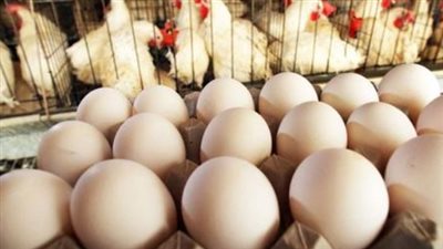 لماذا تستقر أسعار الدواجن والبيض في الأسواق المصرية اليوم؟
