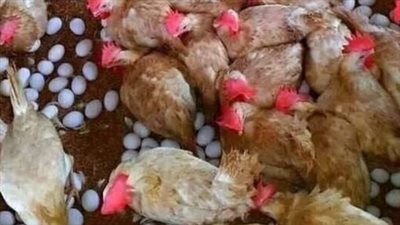 أسعار البيض اليوم السبت 18 يوليو: استقرار كرتونة الأبيض والأحمر بالأسواق