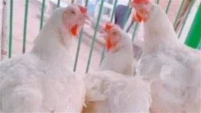 استقرار أسعار الدواجن في الأسواق المصرية اليوم