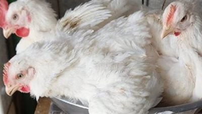 سعر كيلو الفراخ البيضاء يتراوح بين 58 و59 جنيهًا بالبورصة ويباع بـ69 جنيهًا للمستهلك