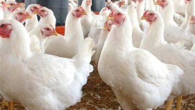 أسعار الفراخ البيضاء والبلدي اليوم.. قائمة الأسعار الكاملة في الأسواق والمزارع