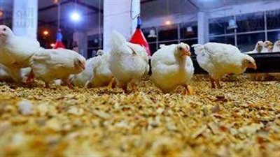 ضبط 153 كيلو دواجن وأسماك فاسدة خلال حملة بيطرية بأسوان
