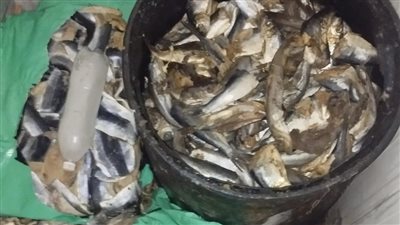 ضبط 120طن و15 الف عبوة مواد غذائية غير صالحة للاستهلاك الادمي بالغربية|صور