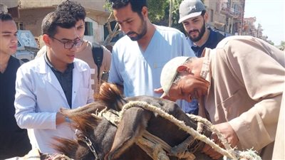 مطروح: انطلاق حملة التحصين ضد الحمى القلاعية والوادي المتصدع السبت المقبل