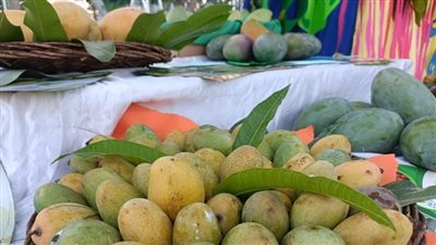 الزبدية بـ18.. أسعار المانجو في الأسواق اليوم الأحد