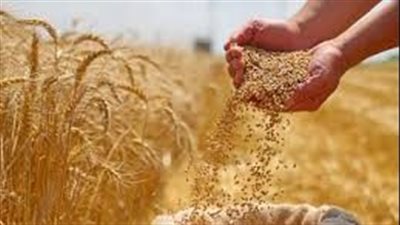  نقيب الزراعيين: نستهدف إنتاج 10 ملايين طن قمح وتوريد الطن بـ2200 جنيه لدعم الأمن الغذائي