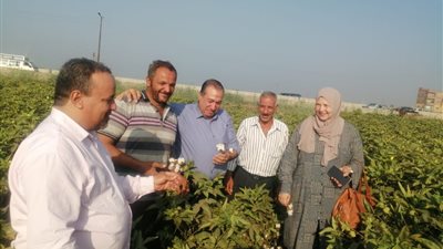 التوسع في مساحات القطن سوبر جيزة 97 ومتابعة إكثاراته 