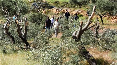 صادرات الزيتون الإسباني الأسود على مائدة حرب التجارة مع واشنطن