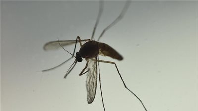 بعوضة تسببت في وفاة شخص بأمريكا بعد أصابته بمرض( EEE)