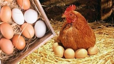 استقرار أسعار الفراخ والبيض اليوم 10 سبتمبر وفقاً لبورصة الدواجن 