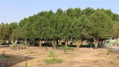 جامعة سوهاج تواصل زراعة الأشجار المثمرة ضمن 100 مليون شجرة