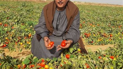 نقيب الفلاحين: نصف مليون جنيه صافي ربح المزارع من فدان الطماطم