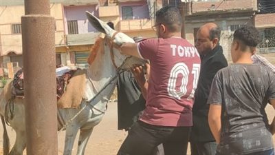 قافلة بيطرية من جامعه كفر الشيخ لقرية (صندلا) ضمن بداية جديدة