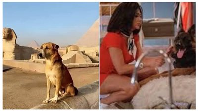 رانيا يوسف:إشمعنى كلب الهرم يتكرم وكلب فيلم