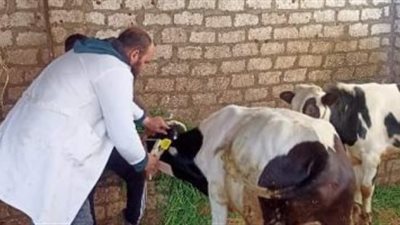 السبت المقبل.. انطلاق الحملة القومية لتحصين الماشية ضد الحمى القلاعية وحمى الوادى المتصدع بقنا 