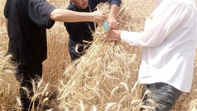  كفرالشيخ تستهدف زراعه أكثر من 220 ألف فدان قمح