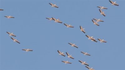 محافظ الشرقية: انطلاق  موسم مراقبة الطيور والمهاجرة سيساهم في  دعم السياحة الريفية