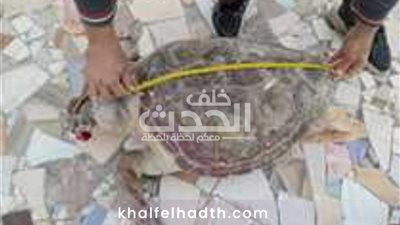 علوم البحار والمصايد بالأسكندرية: التعامل مع سلحفاة شاطيء النخيل النافقة بطريقة علمية تمهيدا لتحنيطها