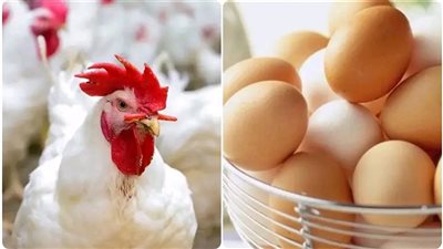 مفاجأة في أسعار الدواجن اليوم.. اعرف الكيلو بكام 