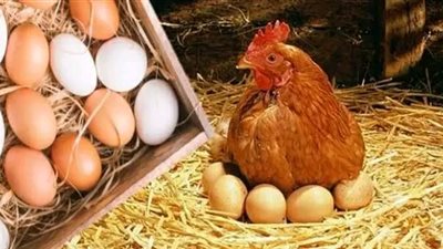 بورصة الدواجن اليوم أسعار الفراخ البيضاء الخميس 6 مارس 2025