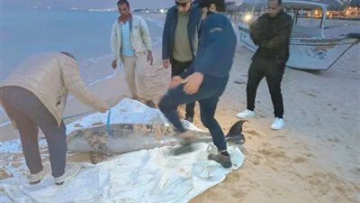 العثور على دولفين نافق في السويس ونقله لتحنيطه بمعهد علوم البحار والمصايد