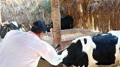 غدا.. انطلاق الحملة القومية الأولى لتحصين الثروة الحيوانية ضد مرض الحمى القلاعية وحمى الوادى المتصدع بأسوان 