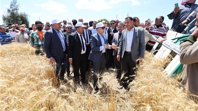 محافظ الجيزة: موسم حصاد متميز للقمح يتجاوز المستهدفات بتوريد 184 ألفا و135 طنًا