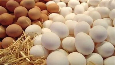 الحكومة توافق على تصدير بيض المائدة لمواجهة انخفاض الأسعار في السوق المحلية