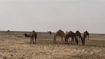 السعودية: ضبط مواطنين دخلوا محمية الإمام تركي وقطعوا المسيجات دون ترخيص