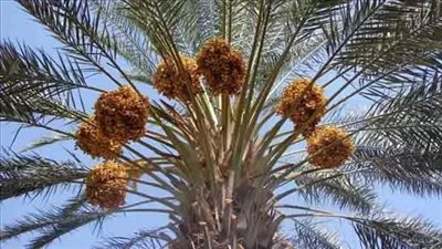 القبض على 