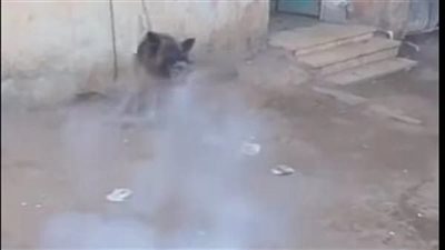 التحقيق في واقعة تعذيب كلب بالألعاب النارية بعد تداول فيديو عبر مواقع التواصل