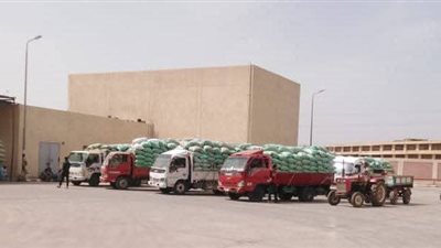 موسم حصاد 2025.. شون وصوامع المنيا تستقبل أكثر من 44 ألف طن من القمح 