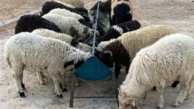 طريقة شراء الأضحية لعيد الأضحى ونصائح مهمة لضمان صحة الأضحية