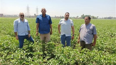 محافظ أسيوط يكلف بمتابعة إنتاجية المحاصيل الصيفية.. وجولات ميدانية لرصد حالة الذرة والقطن