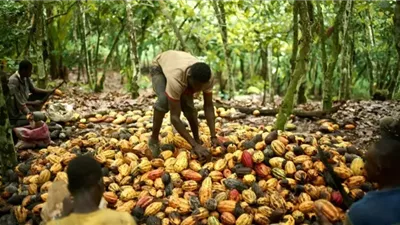 أسعار الكاكاو تهبط إلى أدنى مستوى في أسبوع مع تحسن الطقس في غرب أفريقيا