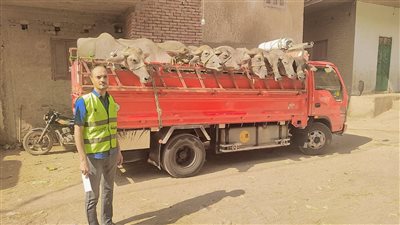 توزيع 26 رأس ماشية للأسر الأولى بالرعاية بقرى مركز نجع حمادى | صور