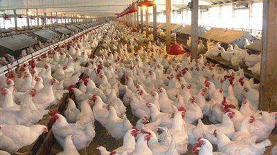 بورصة الدواجن اليوم الأحد.. استقرار أسعار الفراخ وارتفاع محدود في البيض