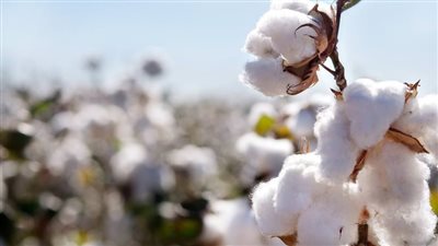 صادرات القطن المصري ترتفع 300% خلال موسم التصدير الجاري